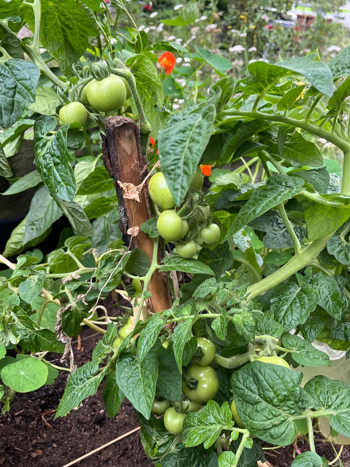 Tomatenpflanze